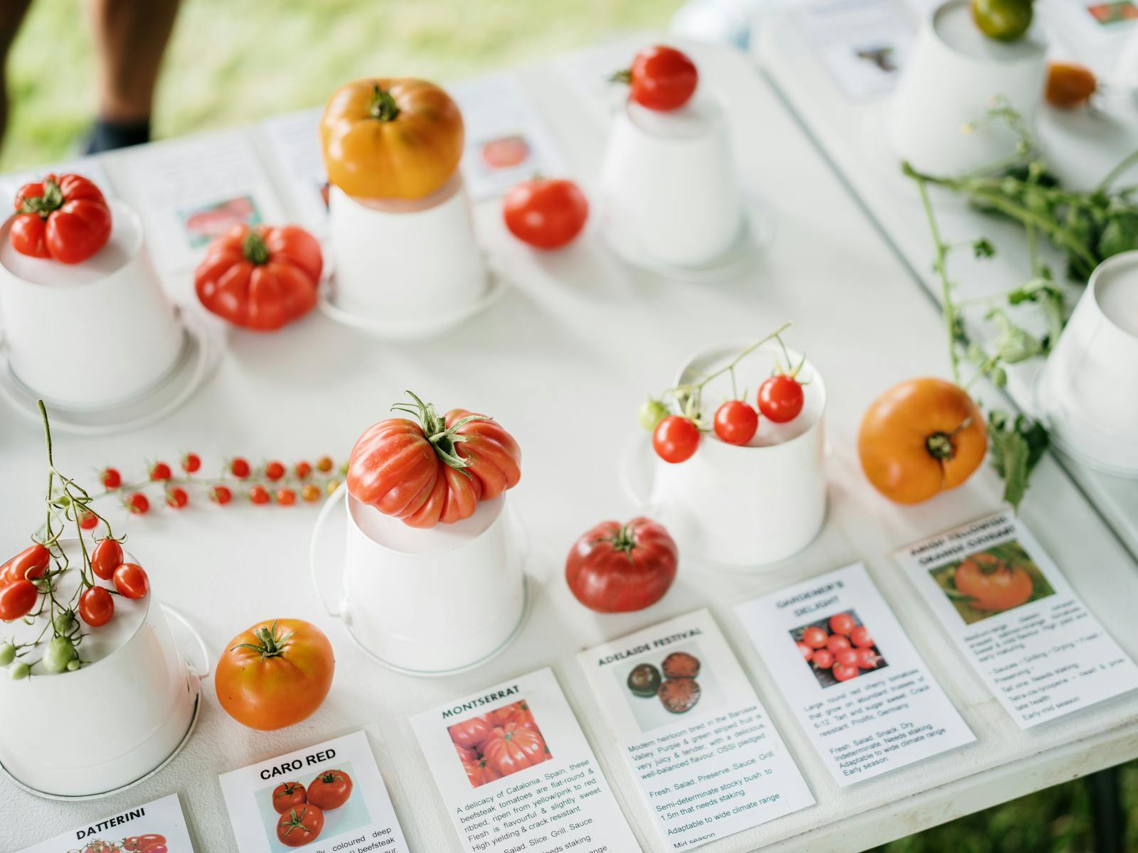 White table, various tomatoes displayed on upturned small buckets
