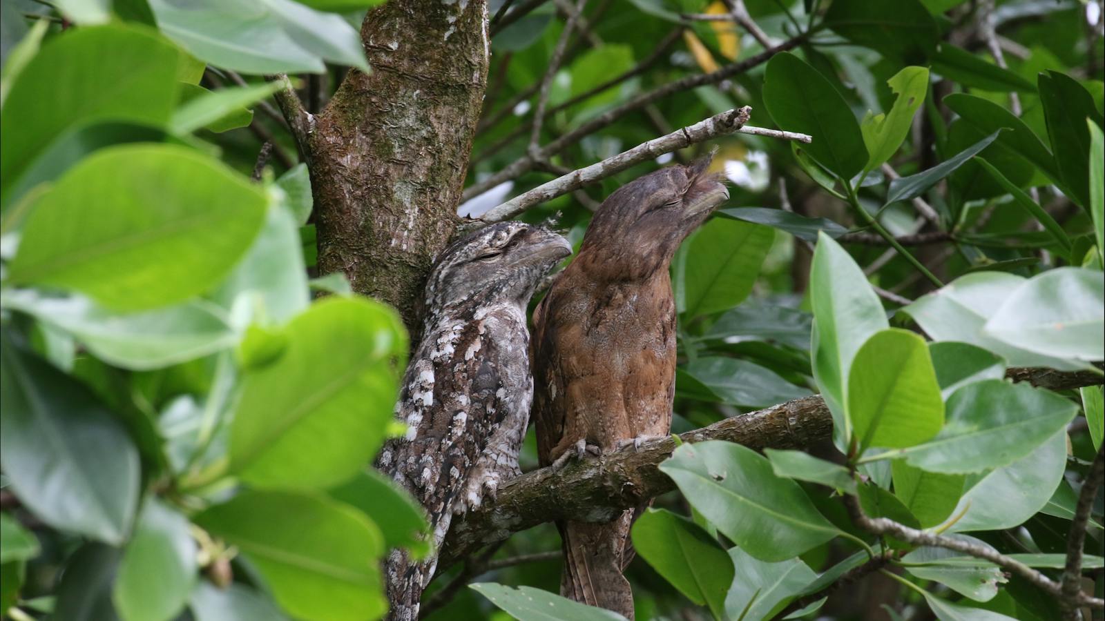 Pair of Papuan Frogmouths