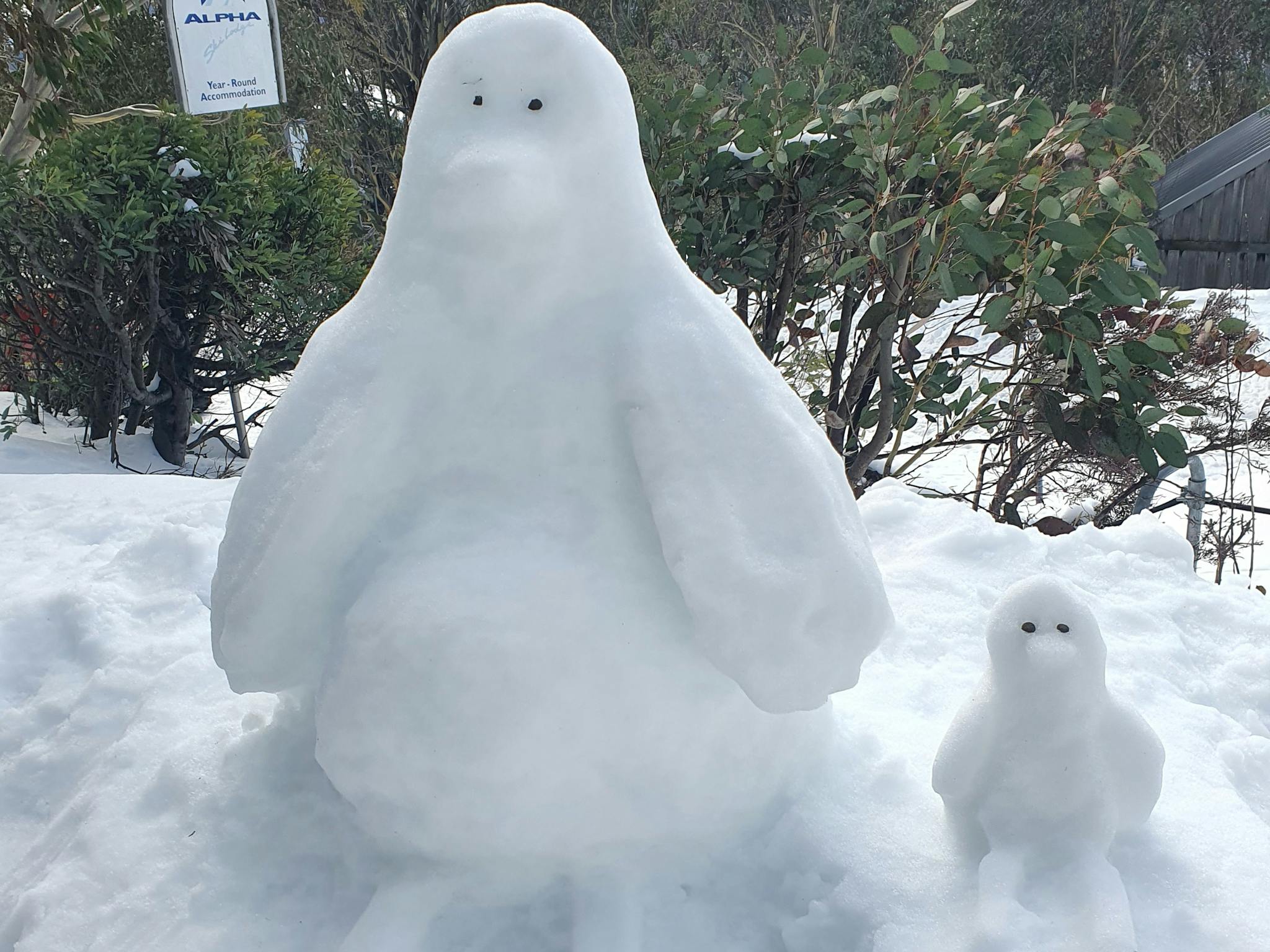 Snow friends at Alpha Ski Lodge