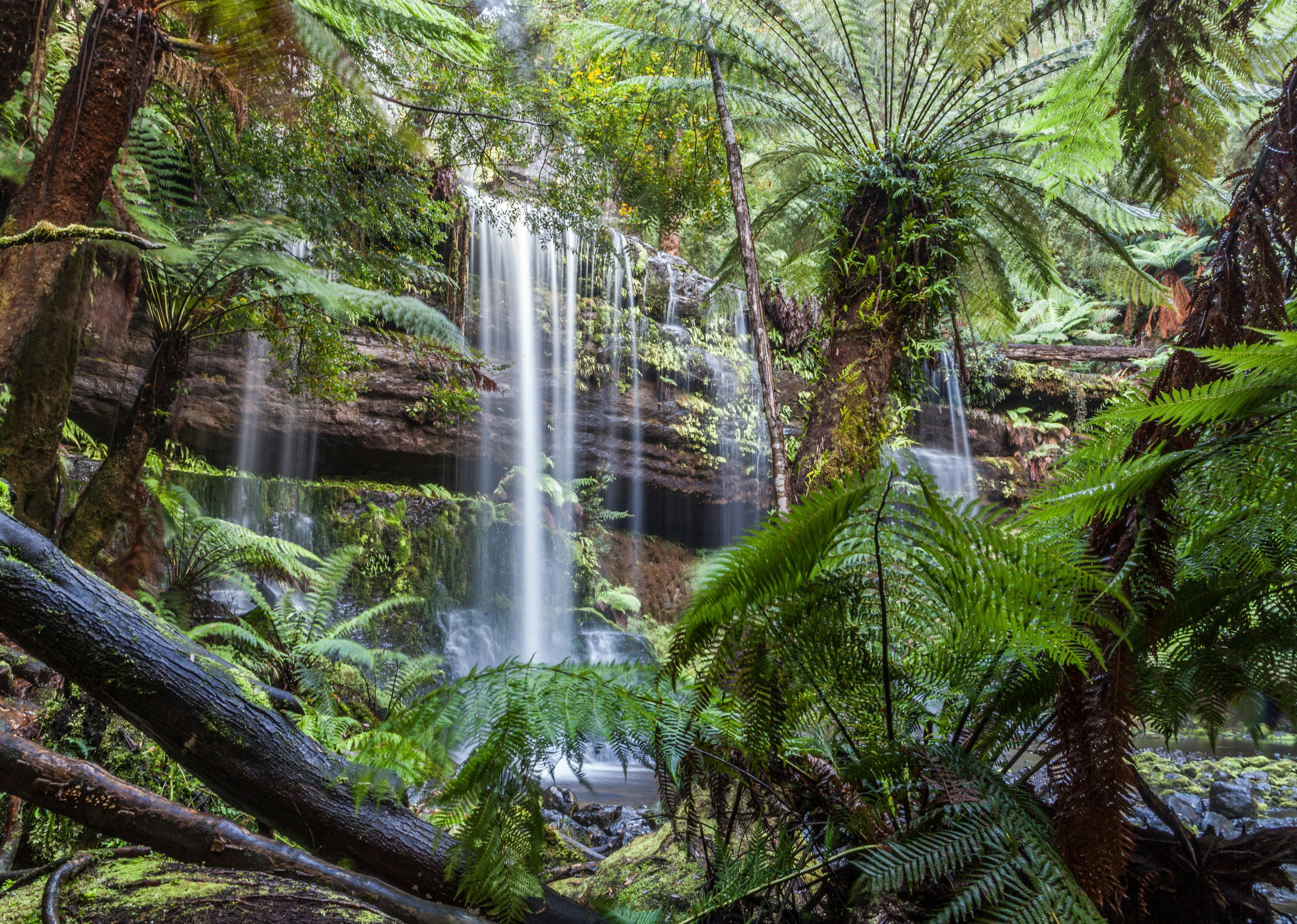 Russell Falls - Great Short Walk