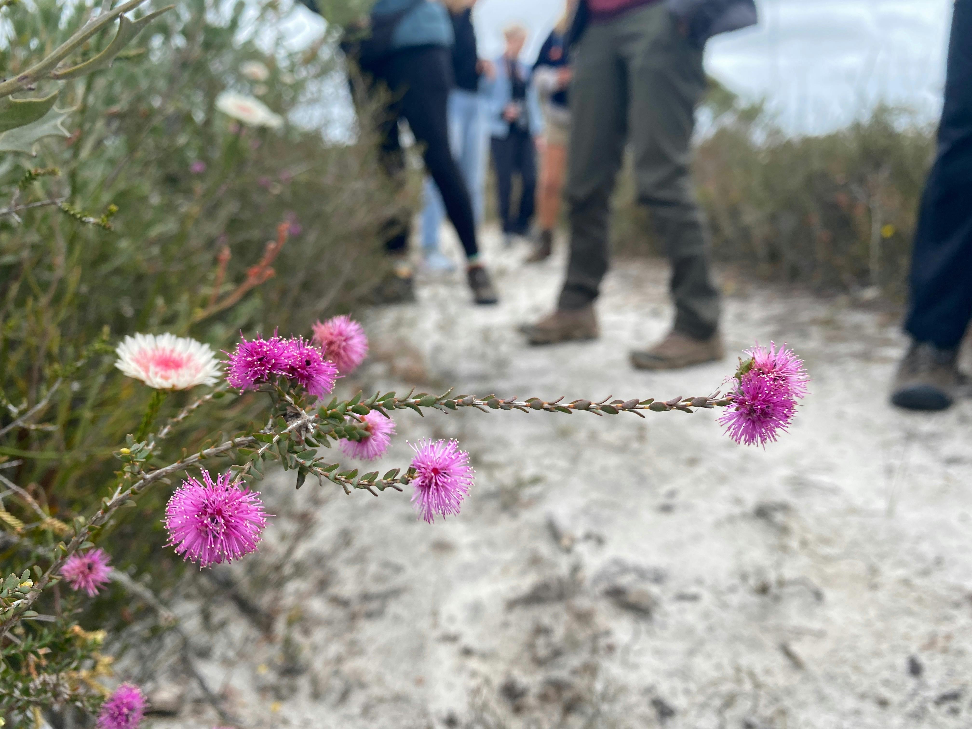 Pink melaleuca sp in foreground.