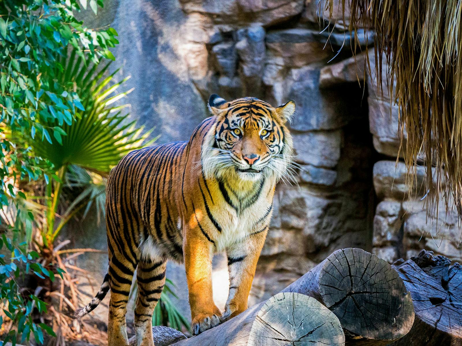 Taronga Zoo Express with Captain Cook Cruisesies