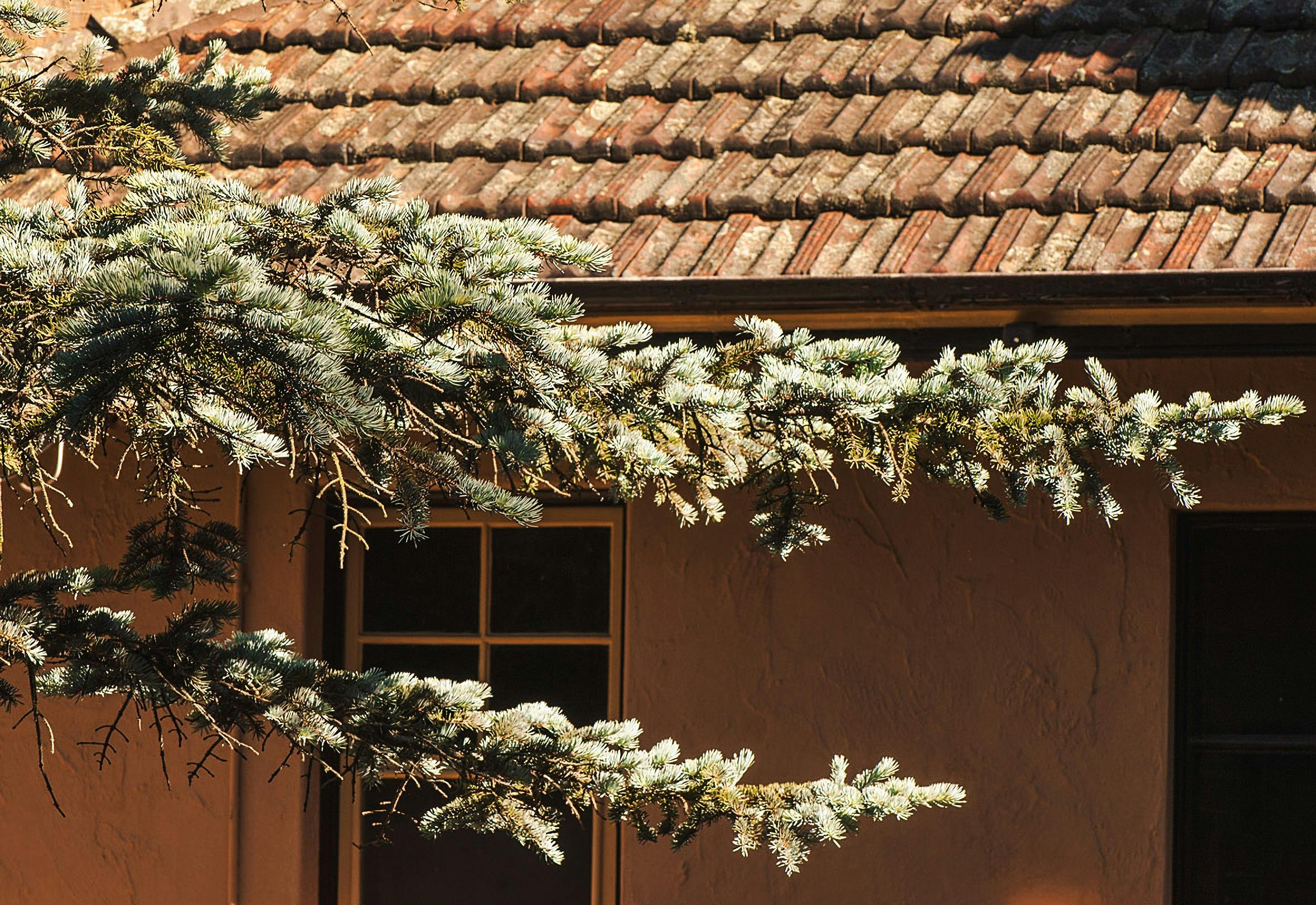 Plants and section of house at Calthorpes House
