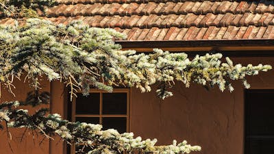 Plants and section of house at Calthorpes House