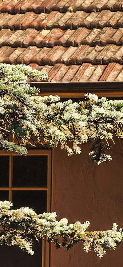 Plants and section of house at Calthorpes House
