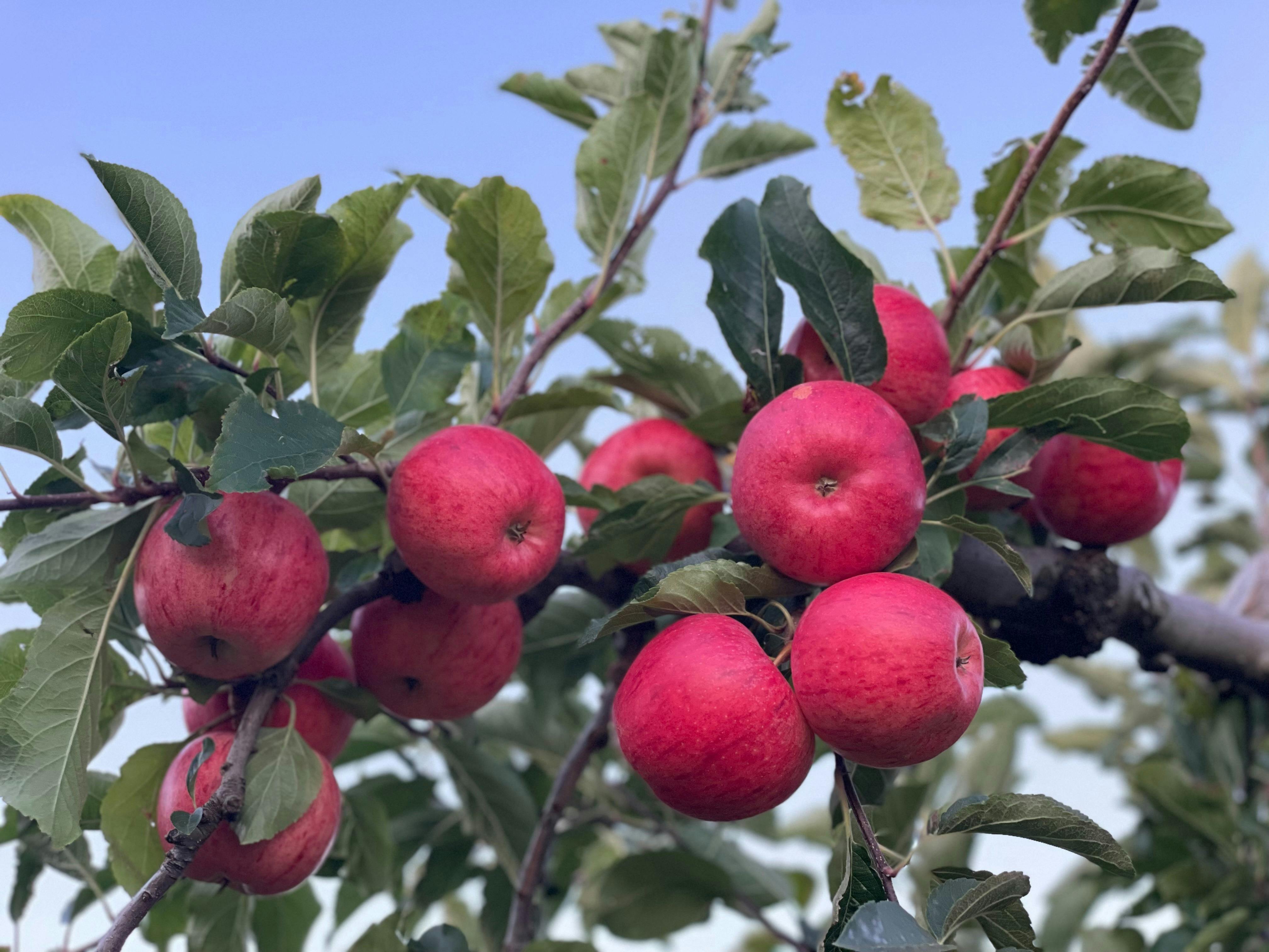 Ripe red apples on a branch ready to pick