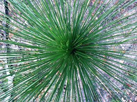 Fascinating Grass Trees