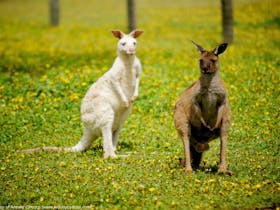 Western Grey Kangaroo