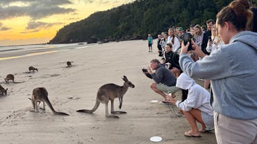 Cape Hillsborough