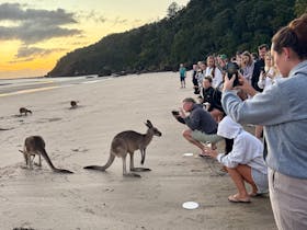 Airlie Adventure Tours