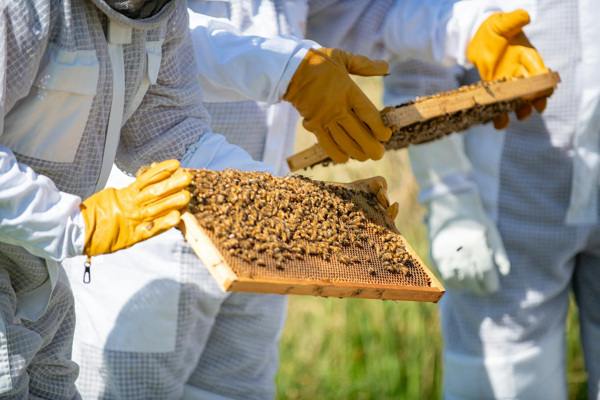 Holding a frame of bees