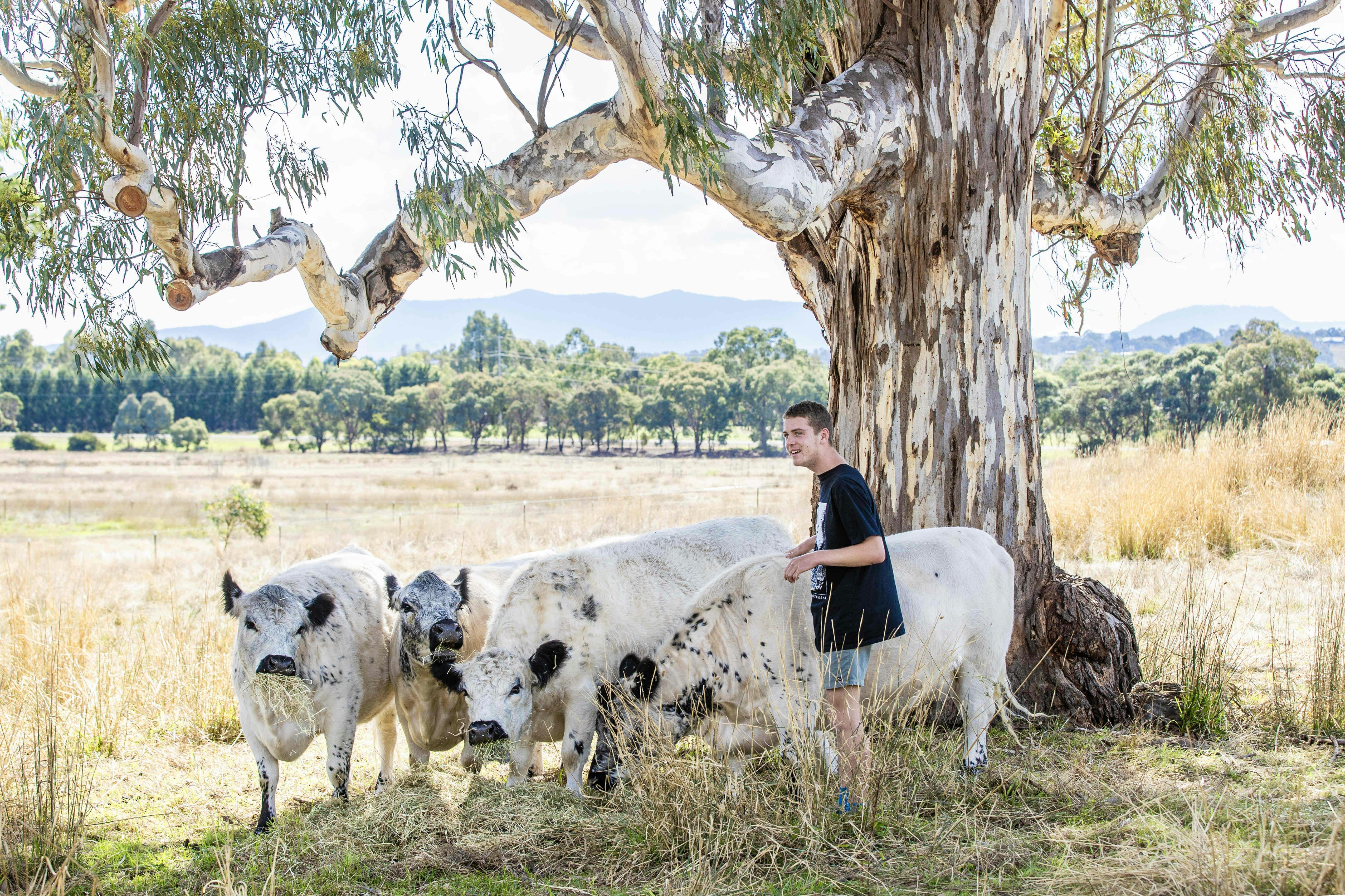 young man with cows