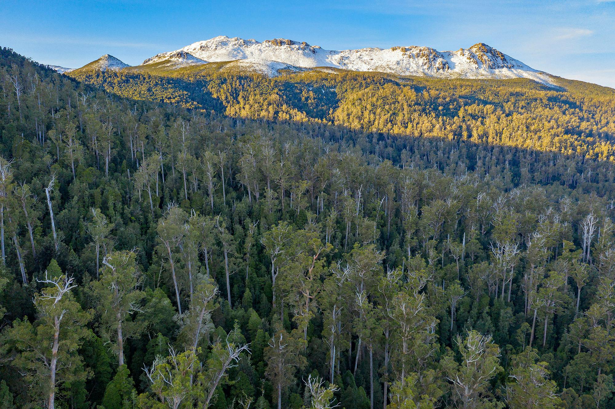 Giant eucalypts tower over the rainforest of the Florentine Valley