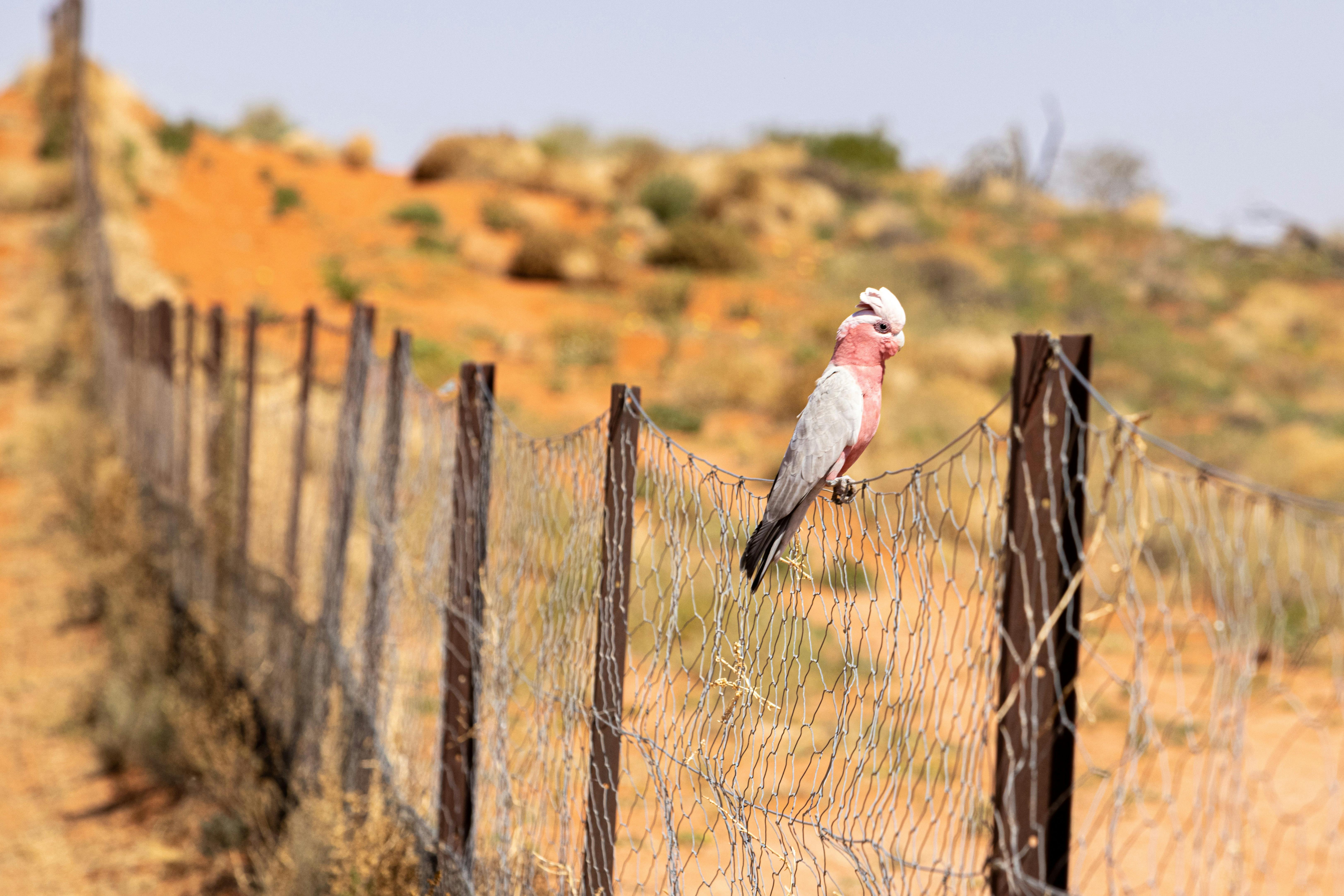 galah on wild dog fence