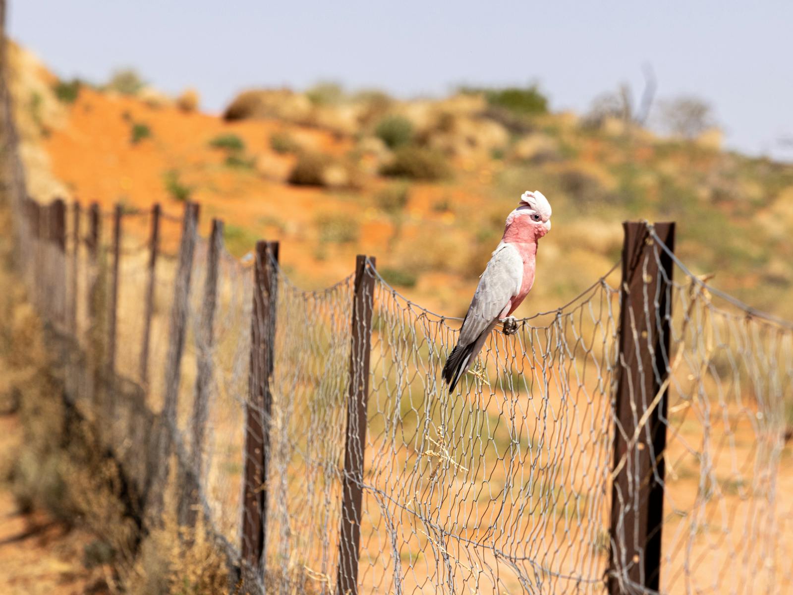 Sturts Steps Touring Route | NSW Holidays & Accommodation, Things to Do ...