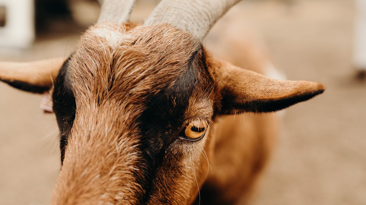 Kidding around with goats & baby animals at our Tamborine farm. Family-friendly fun in Scenic Rim