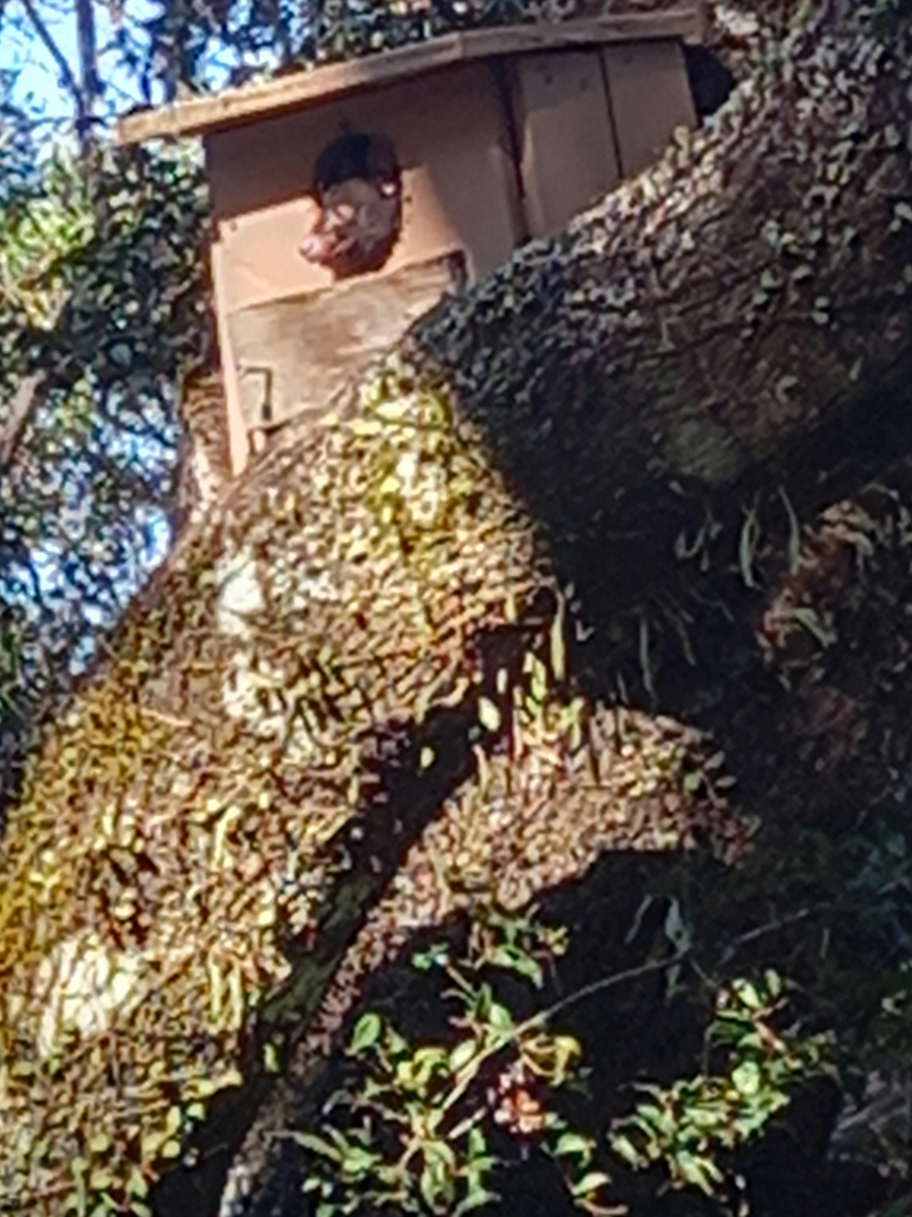 Possums living in the nest boxes at Tirrintippin