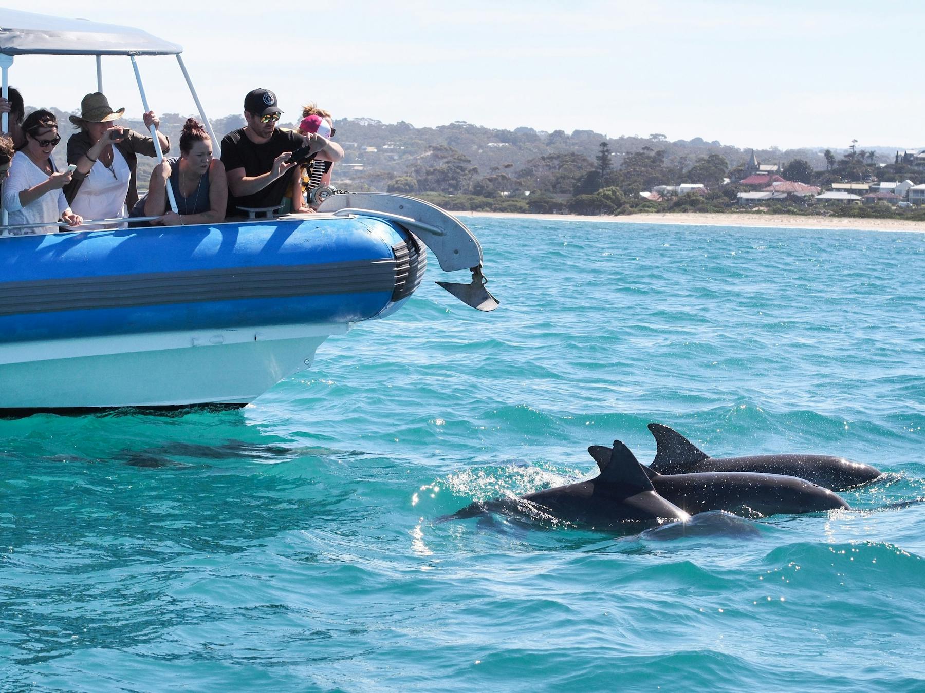 Duck boat tour with dolphin pod on the Victor Harbor Ocean & Wildlife Adventure Tour