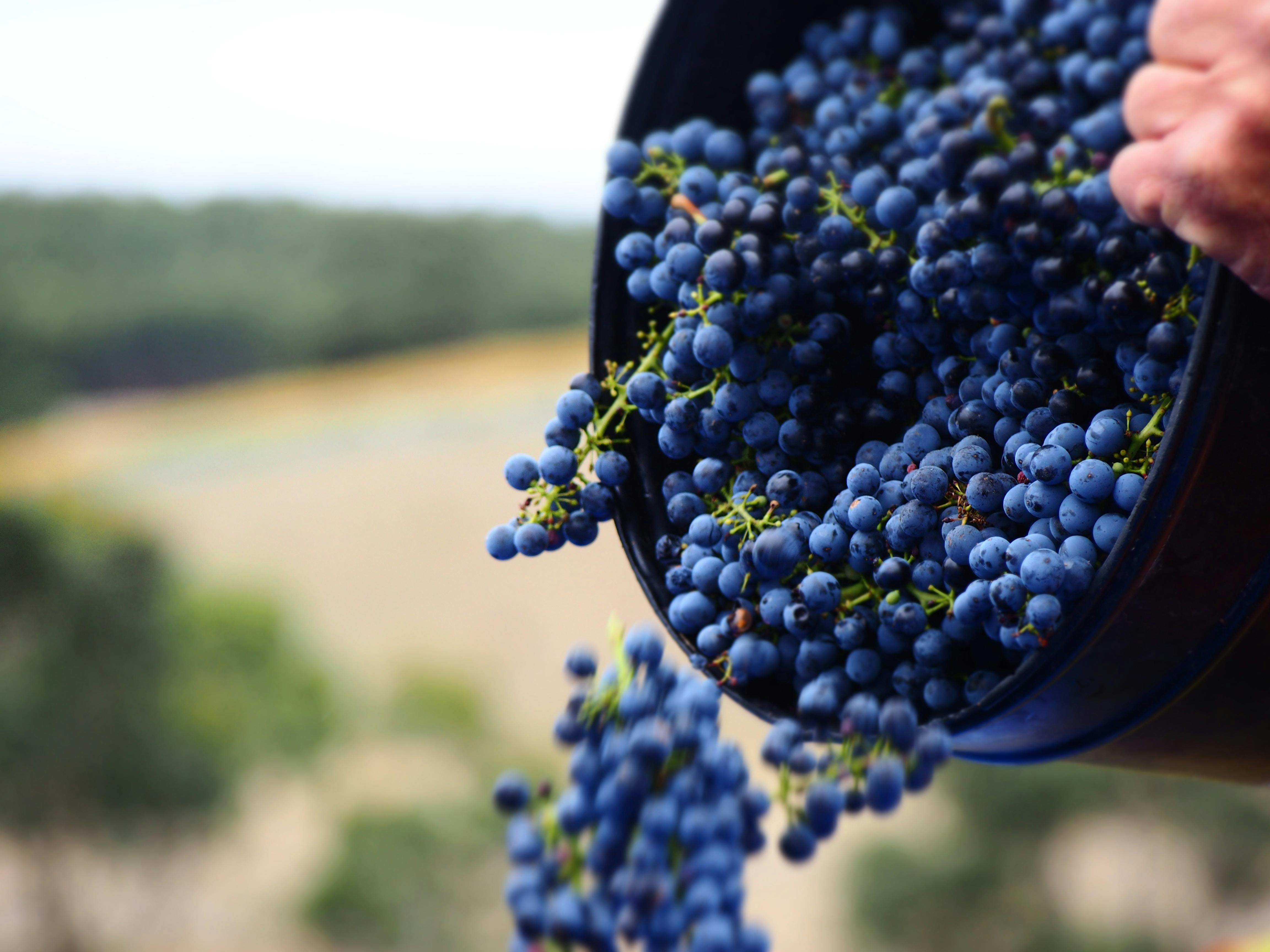bucket of wine grapes being tipped out