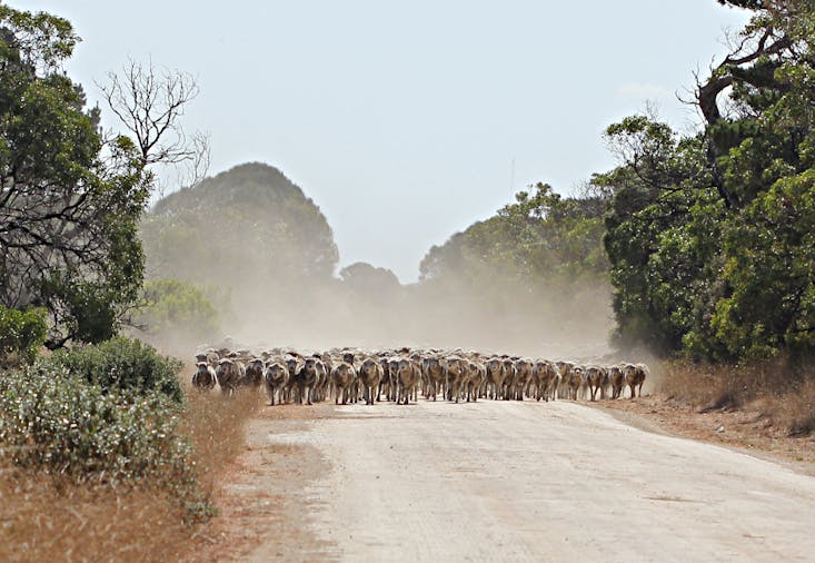 Rendelsham, S.A.