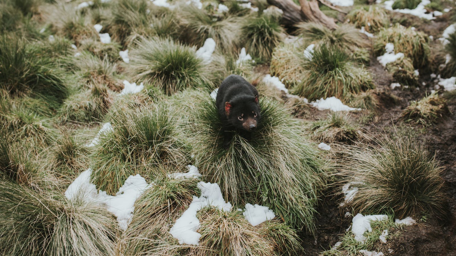 Tasmanian Devil