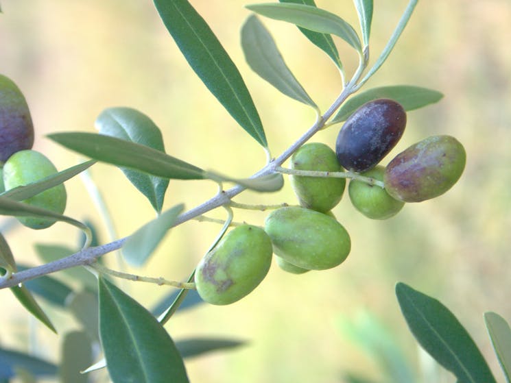 Branch of Olive Tree with olives attached