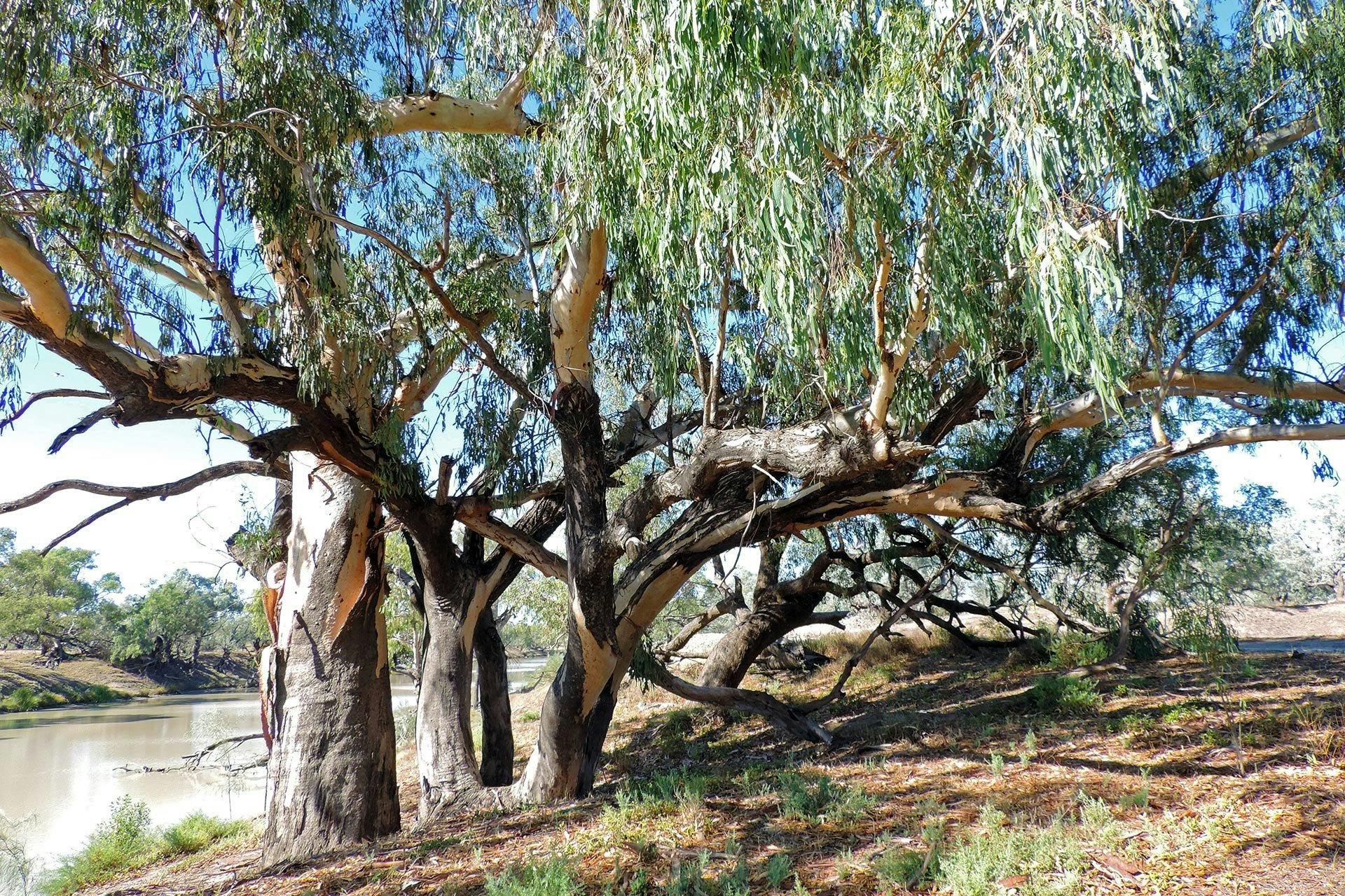 Bourke Fishing Reserve
