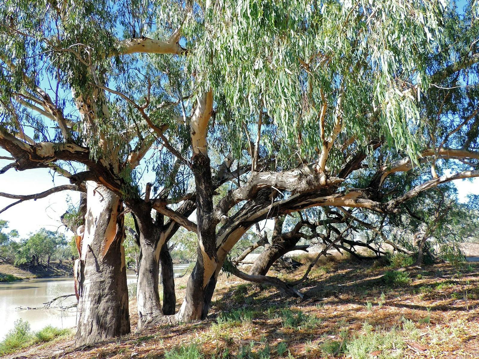 Bourke Fishing Reserve | NSW Holidays & Accommodation, Things to Do ...