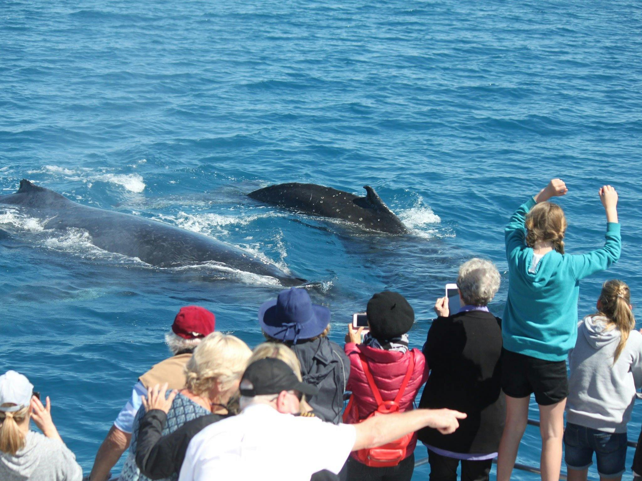 couple of humpbacks