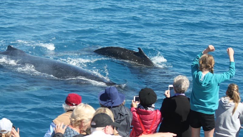 Boat Club Whale Watch Hervey Bay