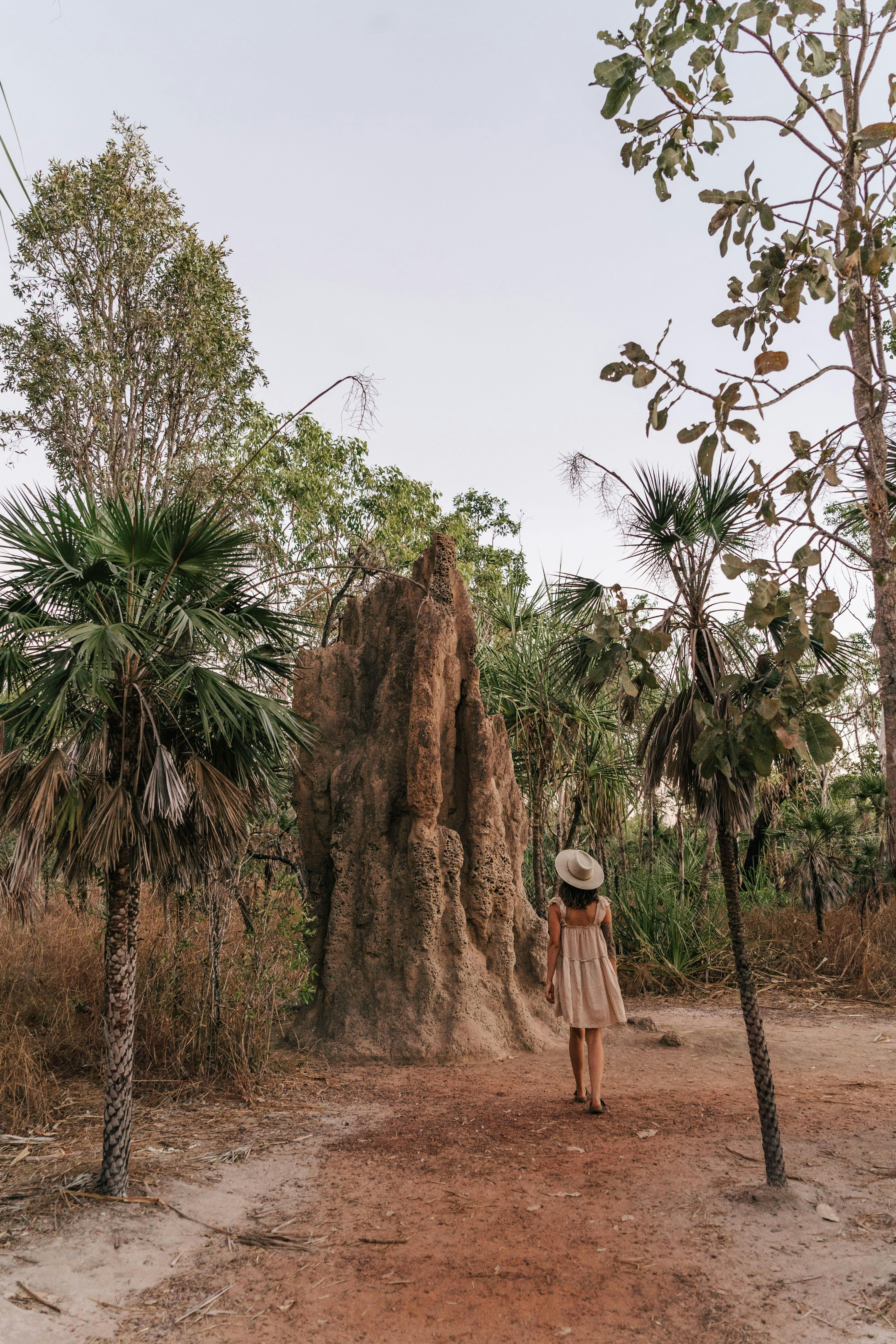 Termite Mounds Litchfield National Park
