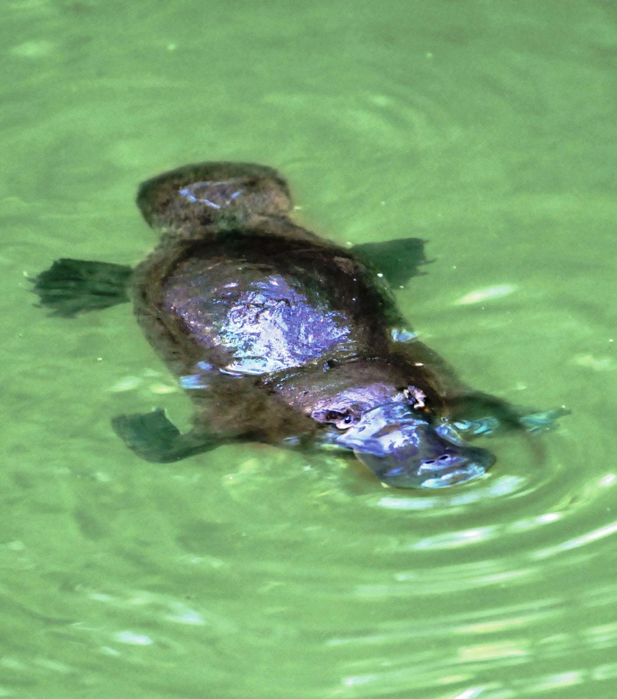 free platypus viewing