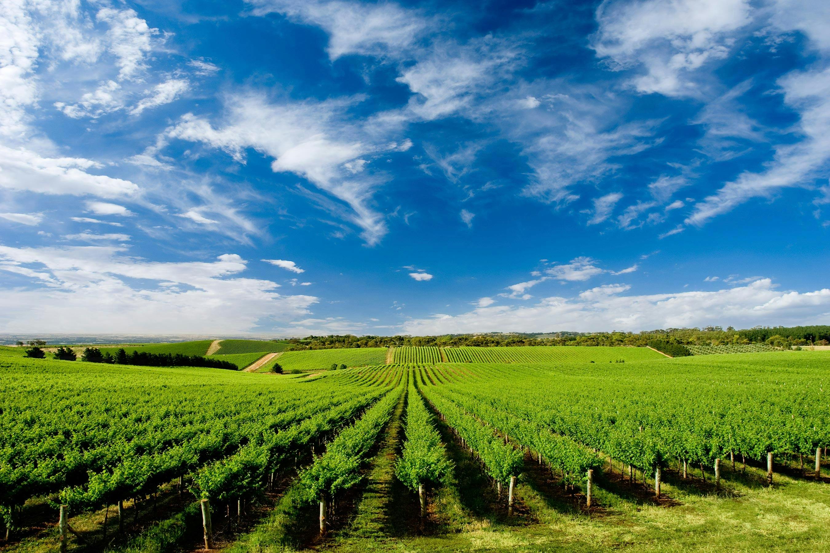 Murrumbateman Vineyard