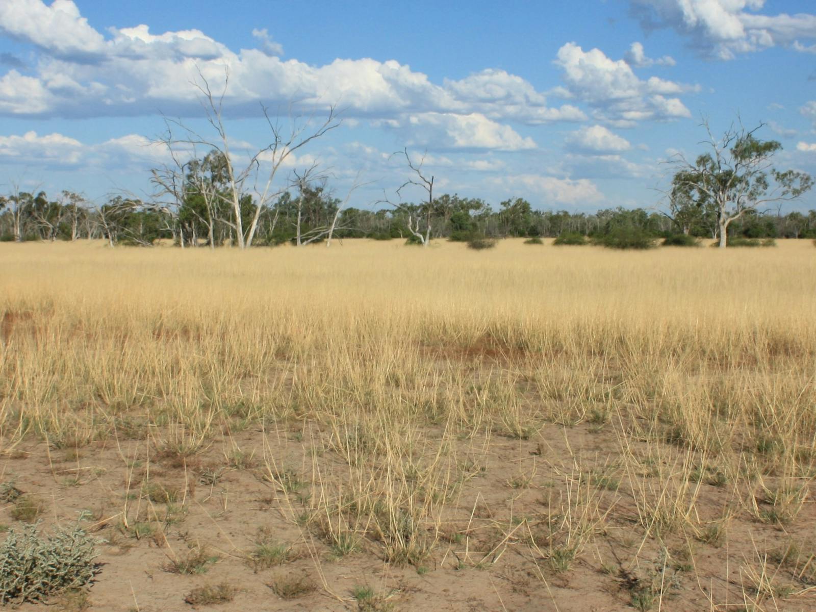 The Wadjabangayi were able to harvest this small-grain rice that grew naturally in good seasons.