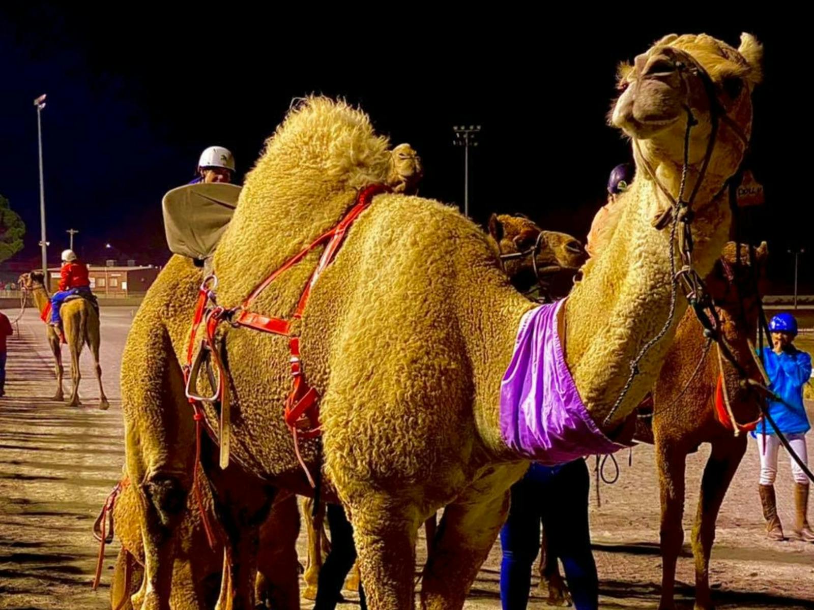 Image for Camel Races at Goulburn