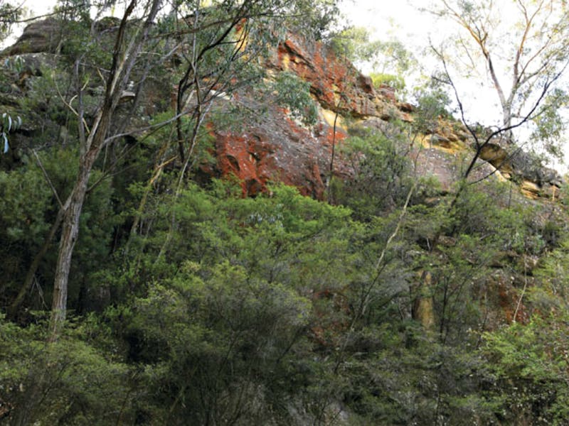 Rhodophyta, Gardens of Stone National Park. Photo: R Nicolai/NSW Government