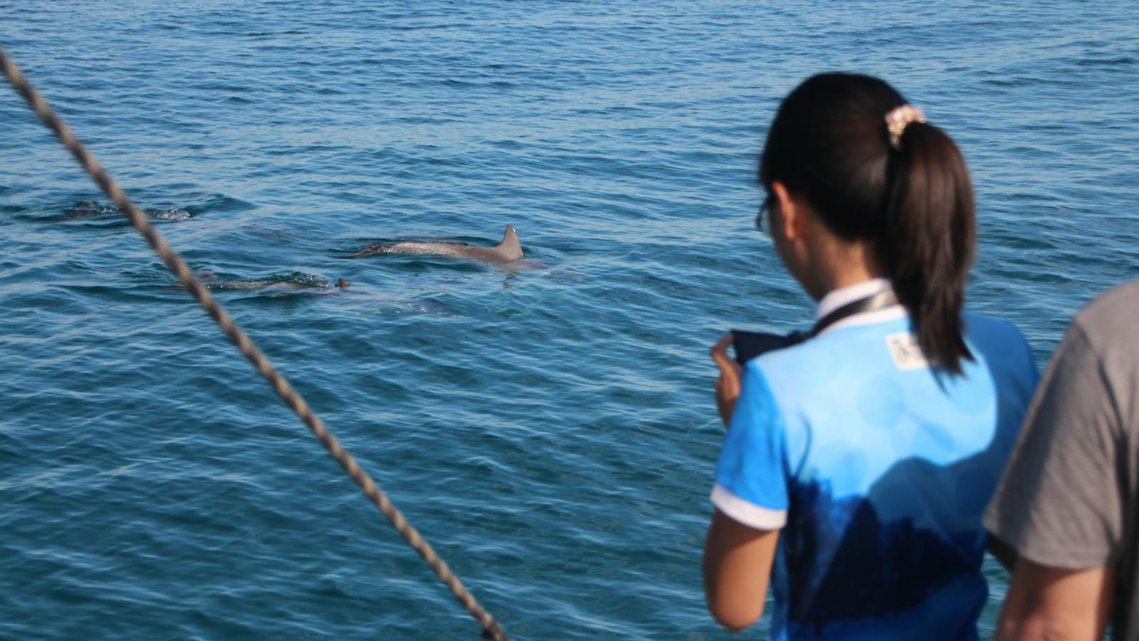 Dolphin Watching