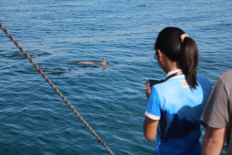 Dolphin Watch Cruise