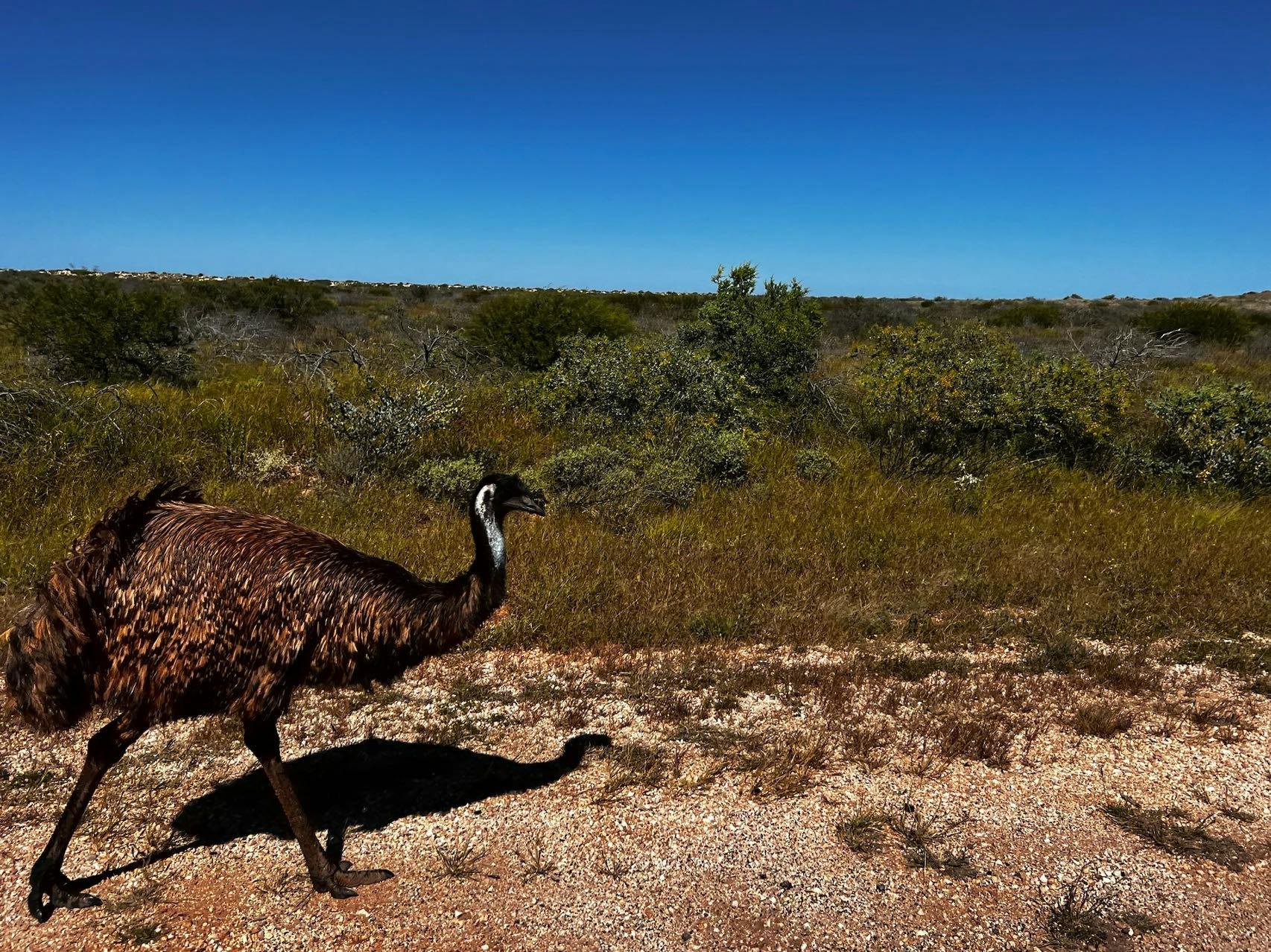 emu by roadside