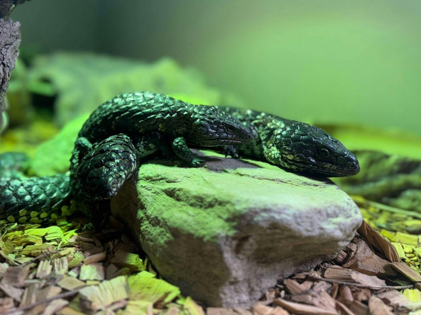 호주 야생동물 보호구역