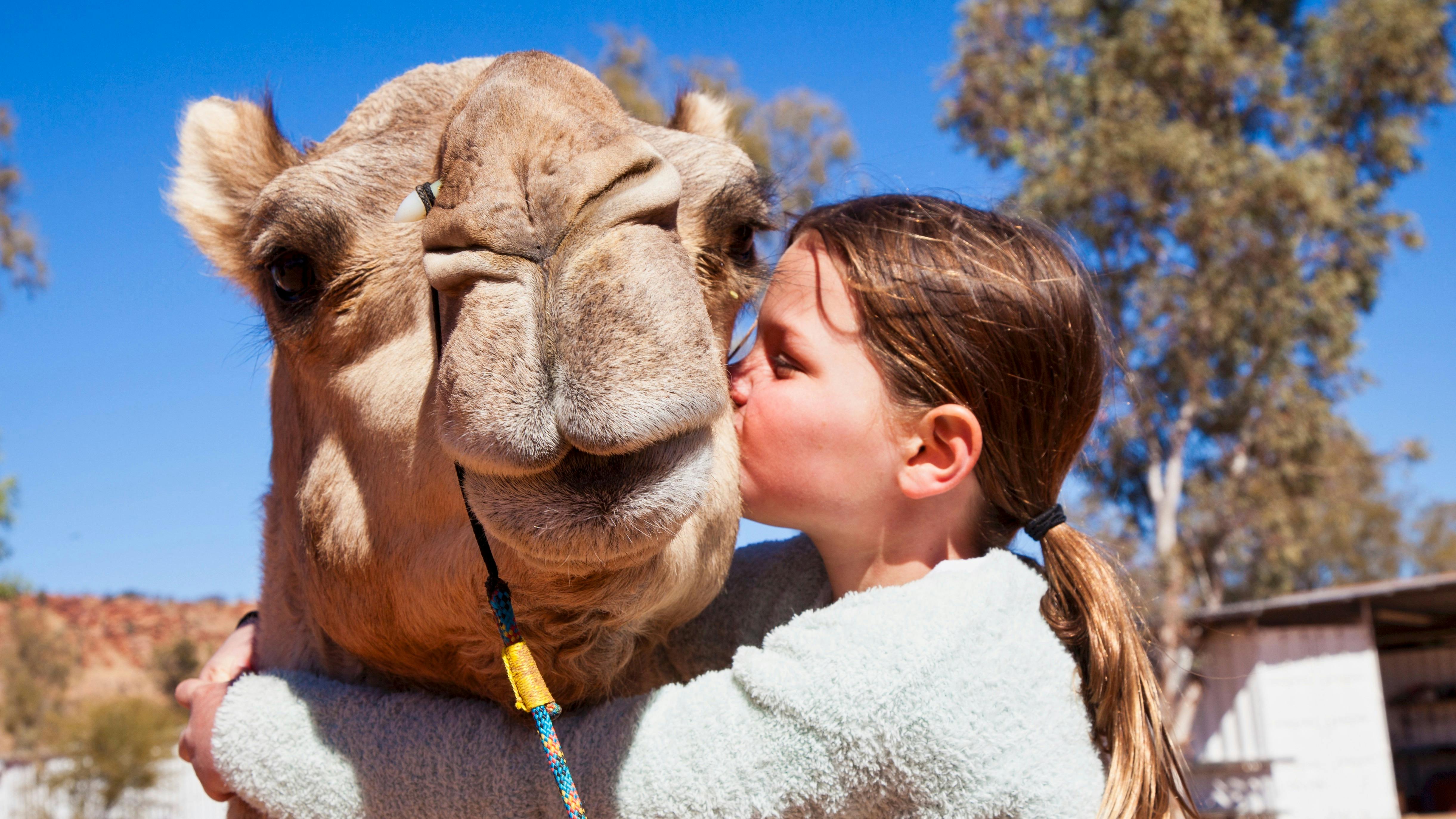Primary school child hugs a smiling camel