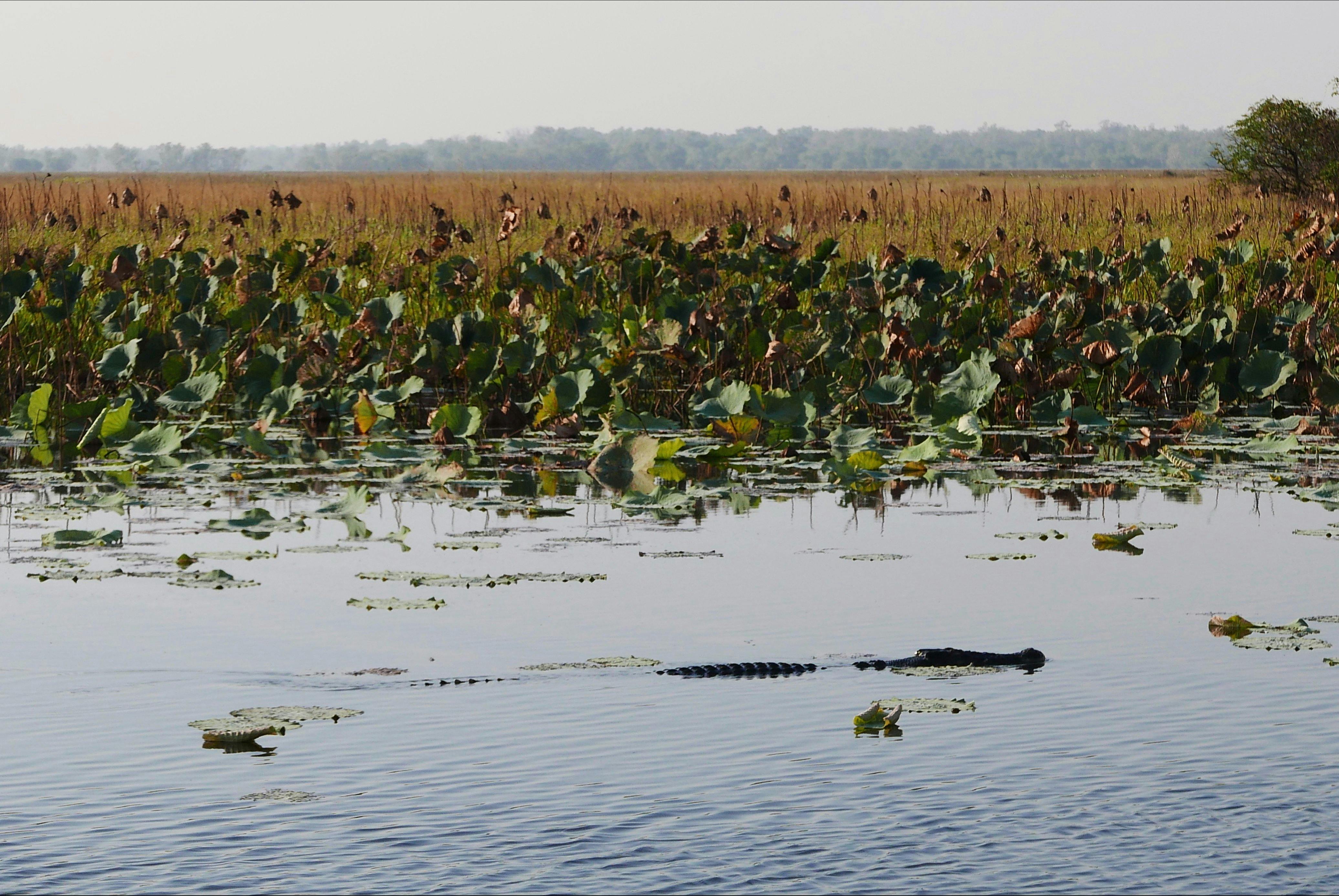 Crocodile spotting in Corroboree Billabong