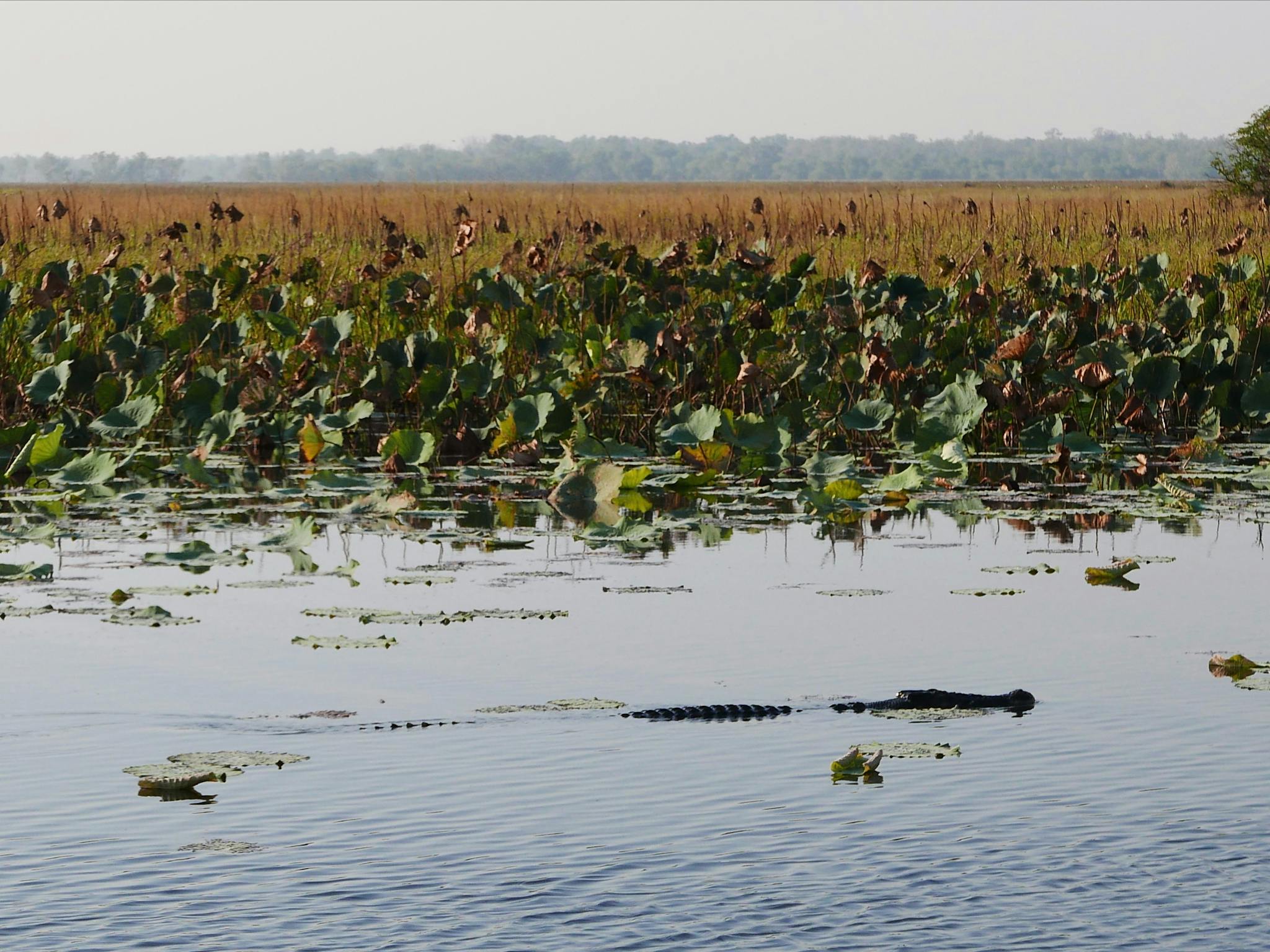 Crocodile spotting in Corroboree Billabong