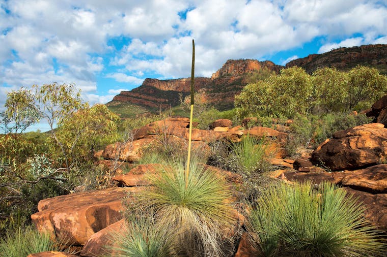 6-Day Eyre Peninsula & Flinders Ranges Adventure Tour