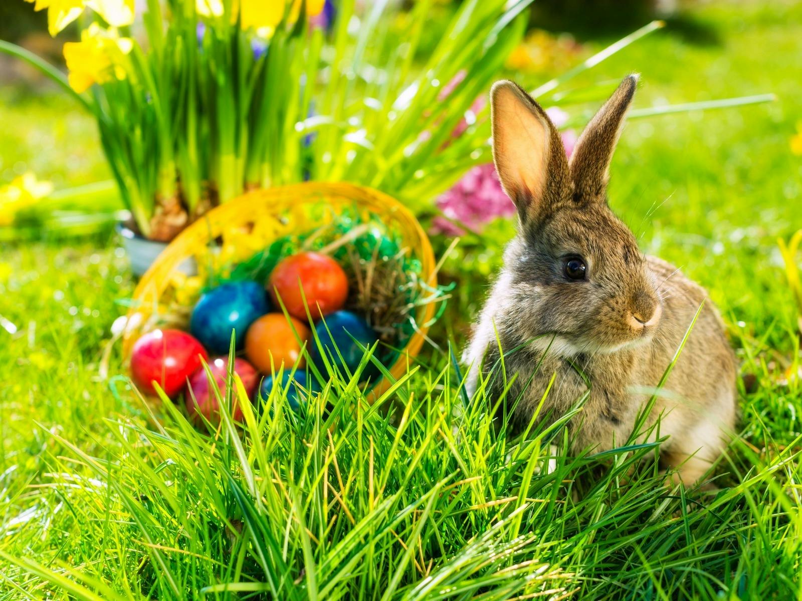 Easter Bunny Hunt