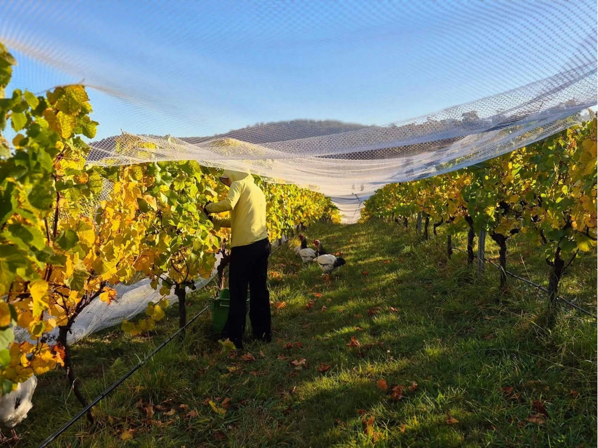 Person picking grapes