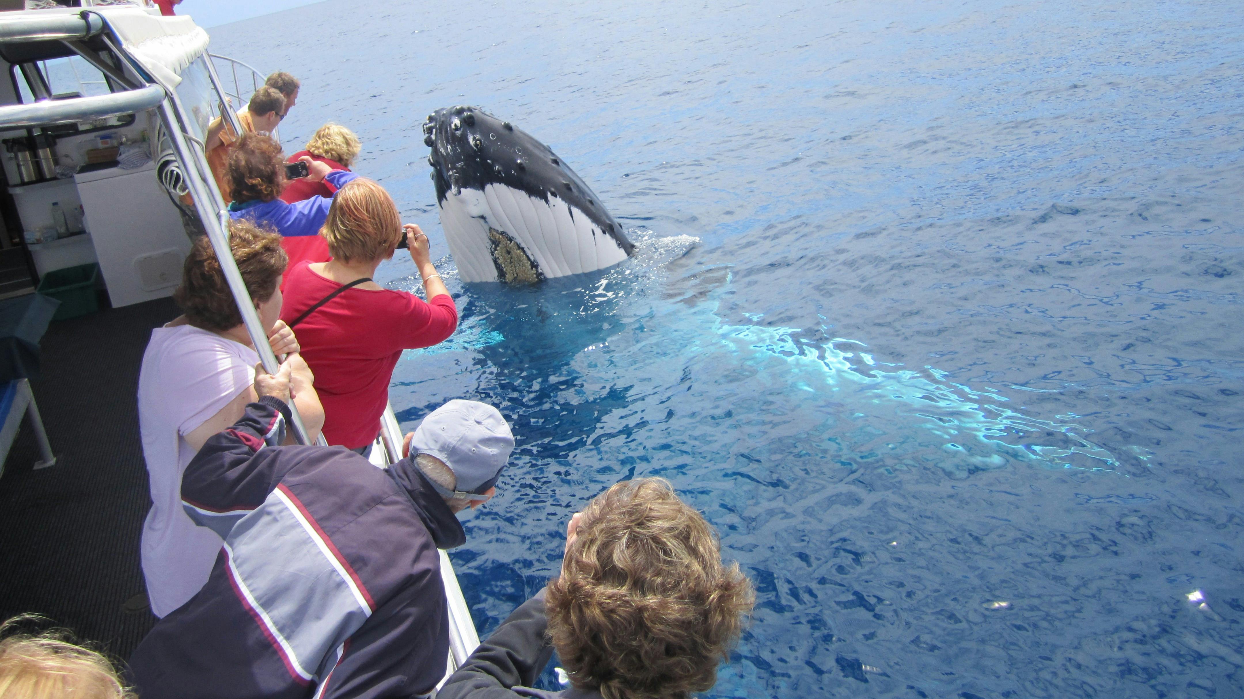 观鲸- Tourism Western Australia