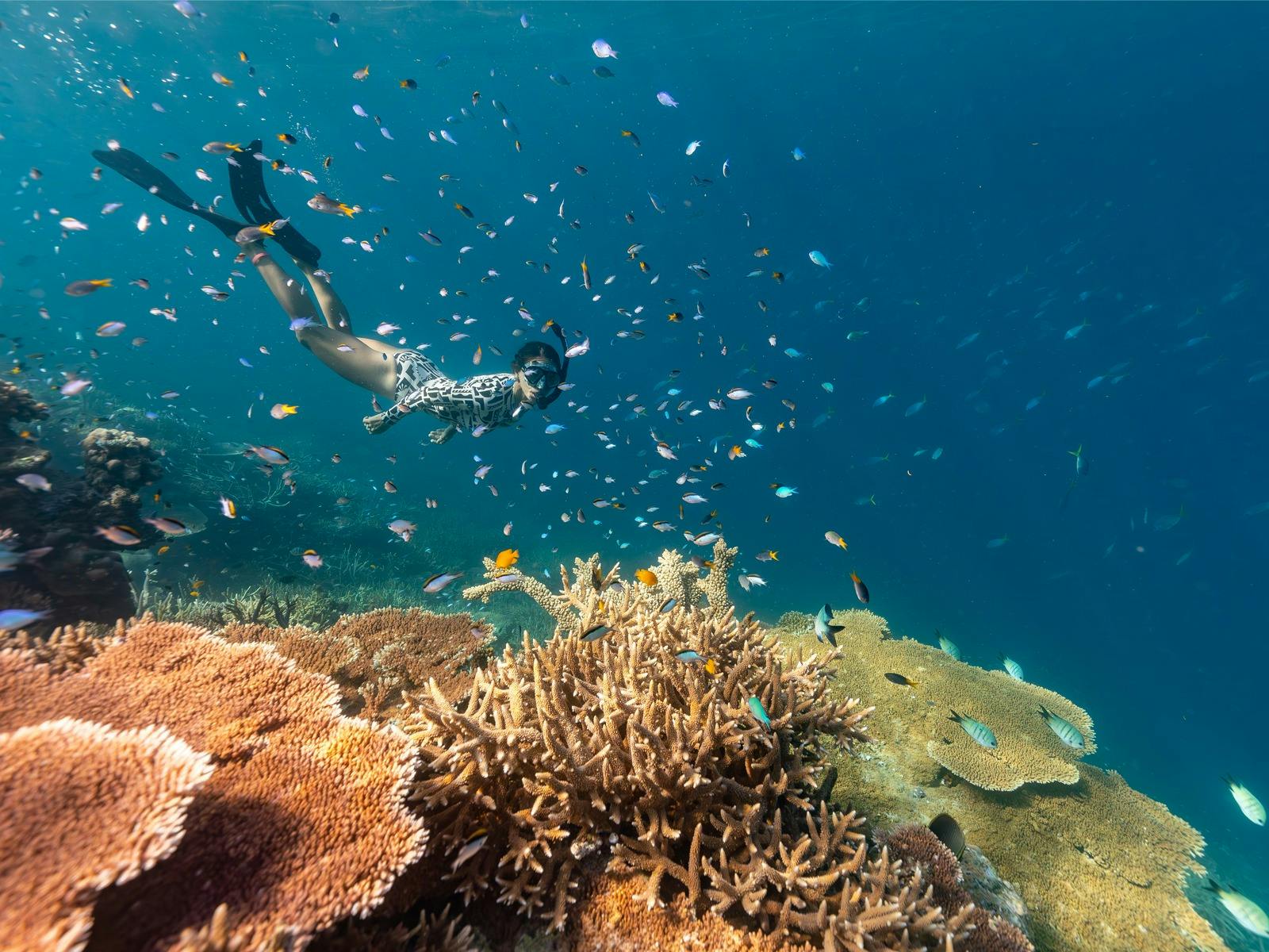 Girl snorkelling underwater towards coral with fish