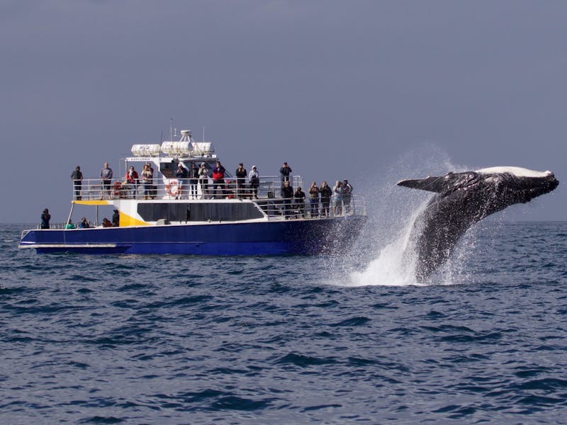 Go Whale Watching | NSW Holidays & Accommodation, Things to Do