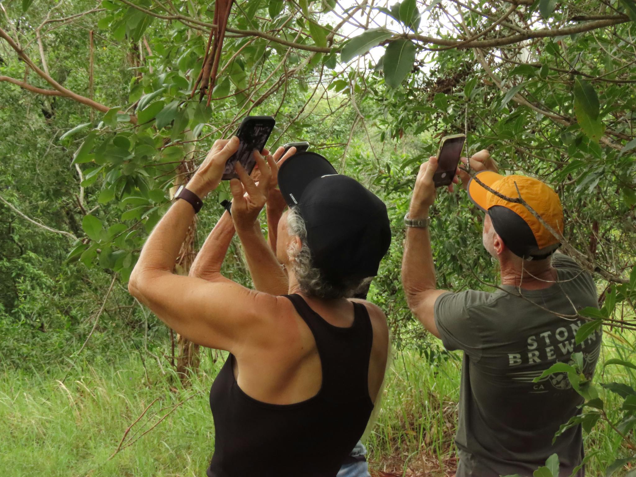 3 people have phones in their hands as they take photos of a koala very high in the tree tops